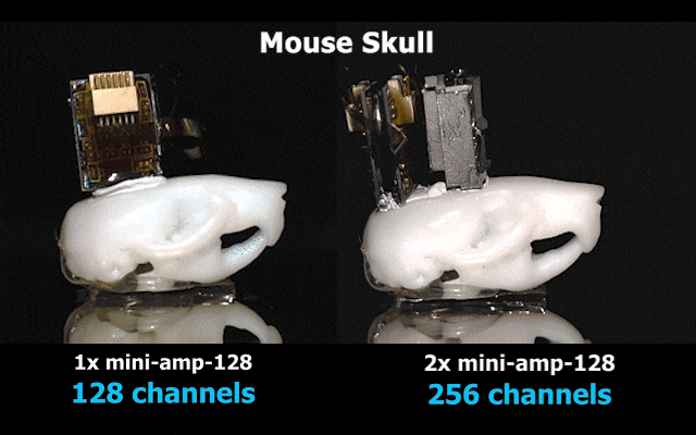 Cambridge Neurotech mini-amp-128 headstages for electrophysiology in small behaving animals mice rats birds Cambridge Neurotech mini-amp-128 headstages for electrophysiology in small behaving animals mice rats birds